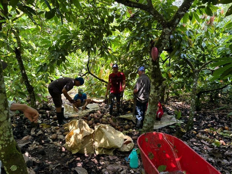 Cocoa farmers in the Dominican Republic
