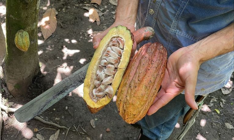 Cocoa pods