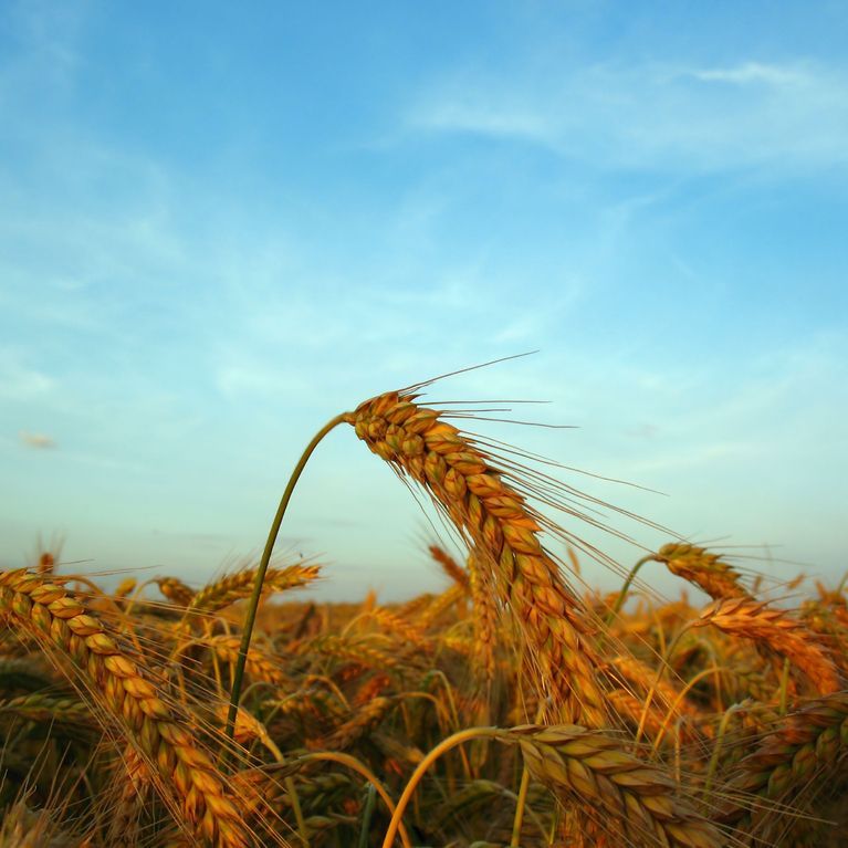Organic grains in the field