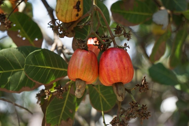 Cashews in a tree