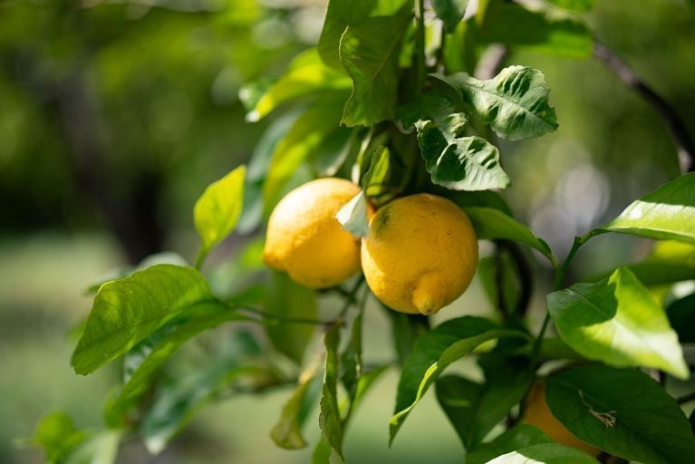 Organic citrus tree
