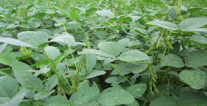 Natural Organic Soya Bean Plants